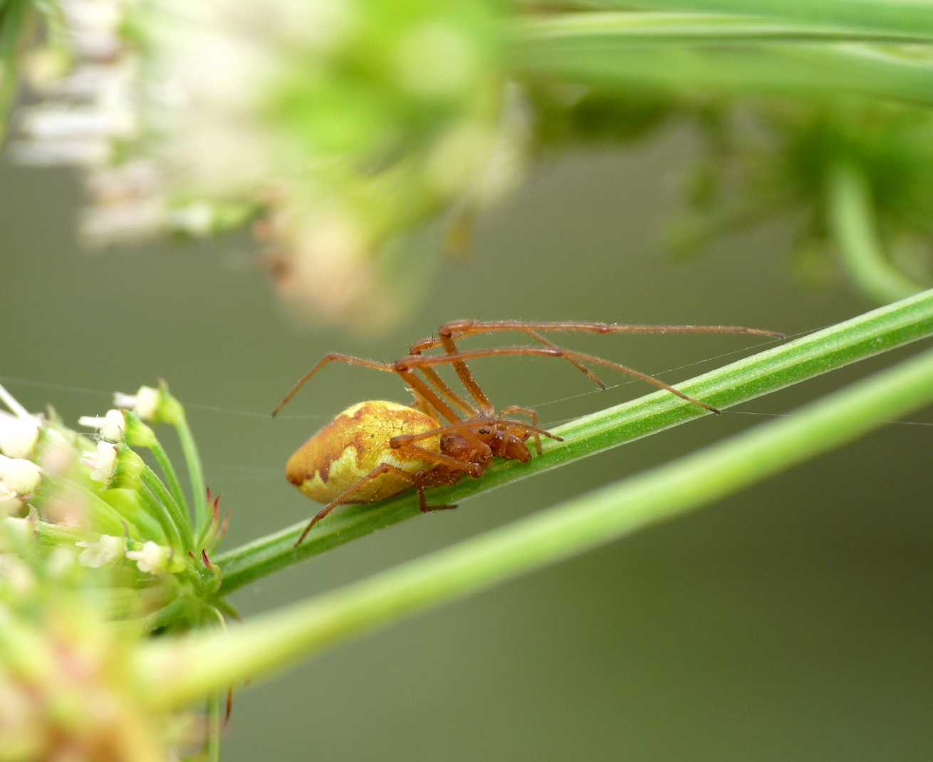 Tetragnatha sp. di colore insolito